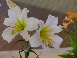 Foto: Dr. Peter Müller